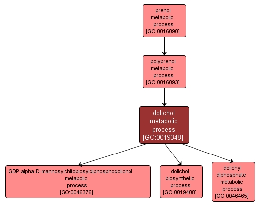 GO:0019348 - dolichol metabolic process (interactive image map)