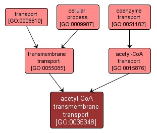 GO:0035348 - acetyl-CoA transmembrane transport (interactive image map)