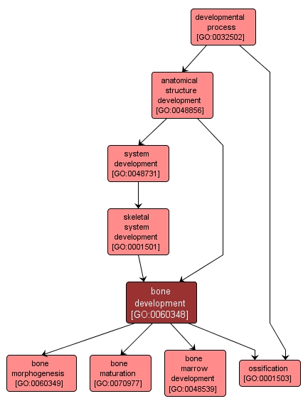 GO:0060348 - bone development (interactive image map)