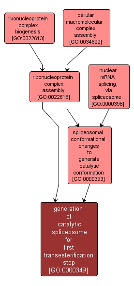 GO:0000349 - generation of catalytic spliceosome for first transesterification step (interactive image map)