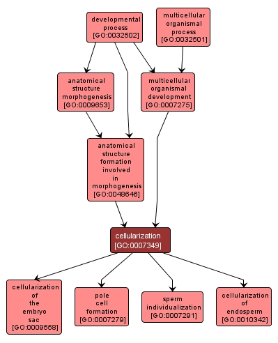 GO:0007349 - cellularization (interactive image map)