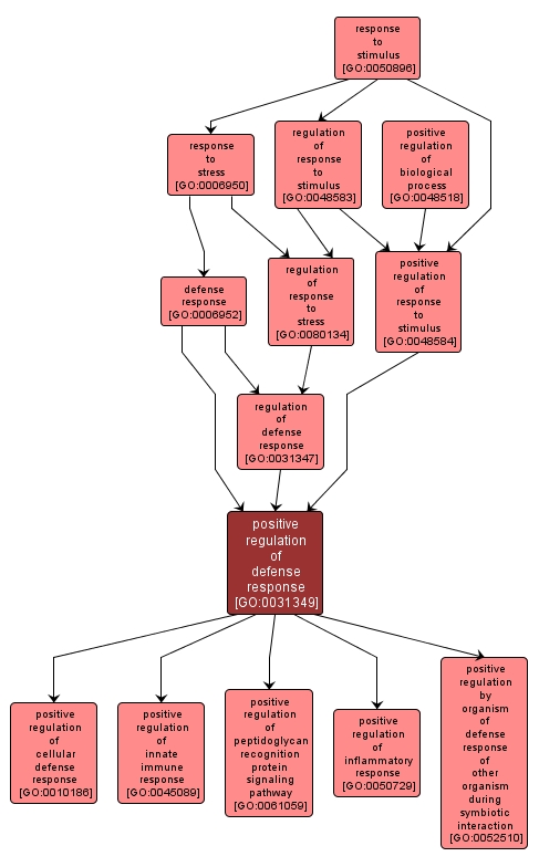 GO:0031349 - positive regulation of defense response (interactive image map)