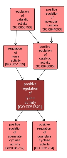 GO:0051349 - positive regulation of lyase activity (interactive image map)