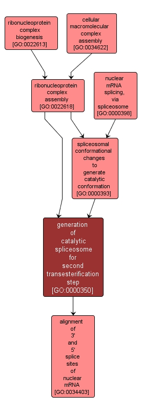 GO:0000350 - generation of catalytic spliceosome for second transesterification step (interactive image map)