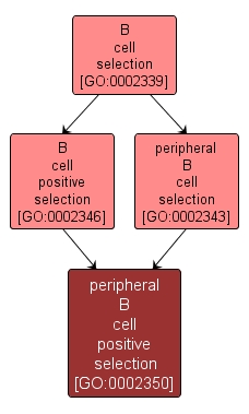 GO:0002350 - peripheral B cell positive selection (interactive image map)