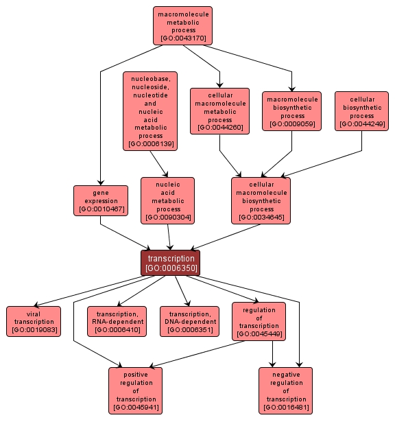 GO:0006350 - transcription (interactive image map)