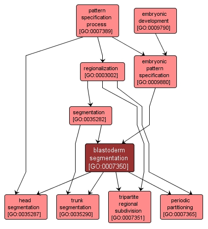 GO:0007350 - blastoderm segmentation (interactive image map)