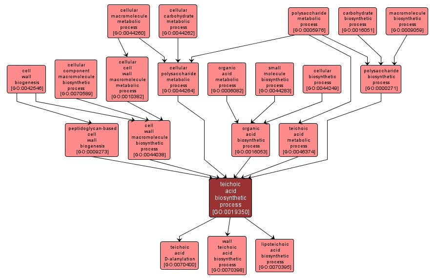 GO:0019350 - teichoic acid biosynthetic process (interactive image map)