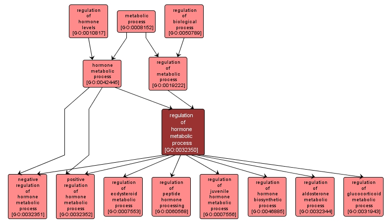 GO:0032350 - regulation of hormone metabolic process (interactive image map)