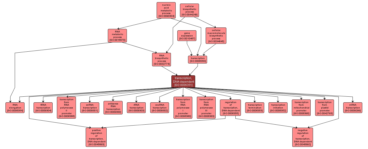 GO:0006351 - transcription, DNA-dependent (interactive image map)