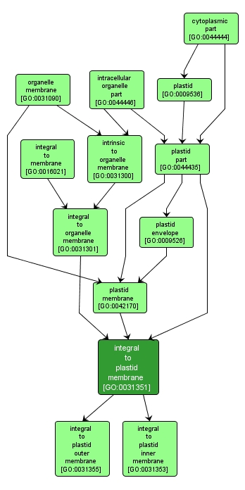 GO:0031351 - integral to plastid membrane (interactive image map)