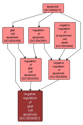 GO:0034351 - negative regulation of glial cell apoptosis (interactive image map)