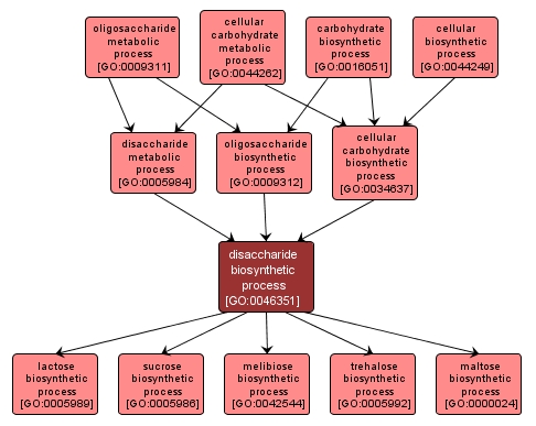 GO:0046351 - disaccharide biosynthetic process (interactive image map)