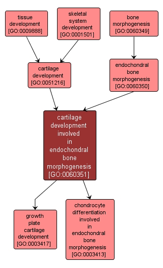 GO:0060351 - cartilage development involved in endochondral bone morphogenesis (interactive image map)