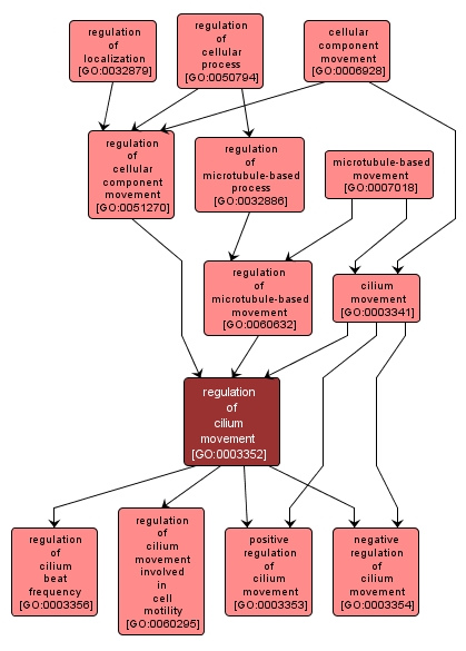GO:0003352 - regulation of cilium movement (interactive image map)