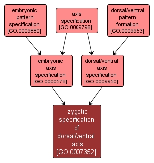 GO:0007352 - zygotic specification of dorsal/ventral axis (interactive image map)