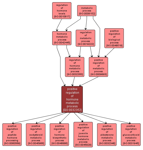 GO:0032352 - positive regulation of hormone metabolic process (interactive image map)