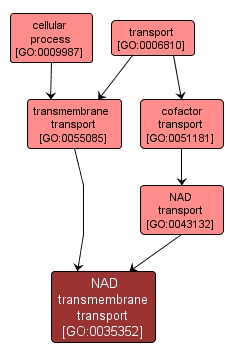 GO:0035352 - NAD transmembrane transport (interactive image map)