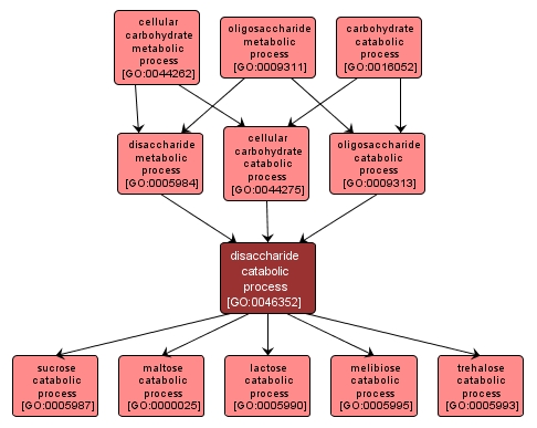 GO:0046352 - disaccharide catabolic process (interactive image map)