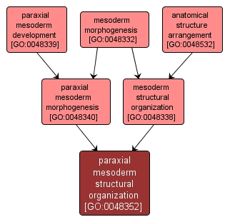 GO:0048352 - paraxial mesoderm structural organization (interactive image map)