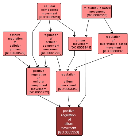 GO:0003353 - positive regulation of cilium movement (interactive image map)