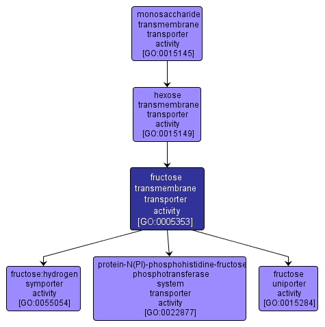 GO:0005353 - fructose transmembrane transporter activity (interactive image map)