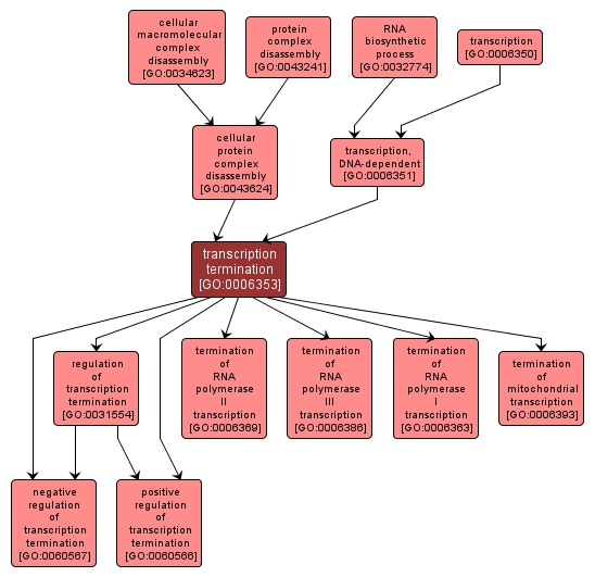 GO:0006353 - transcription termination (interactive image map)