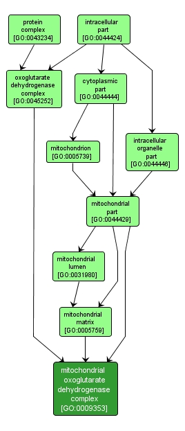 GO:0009353 - mitochondrial oxoglutarate dehydrogenase complex (interactive image map)