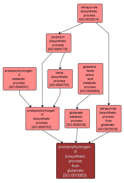 GO:0019353 - protoporphyrinogen IX biosynthetic process from glutamate (interactive image map)