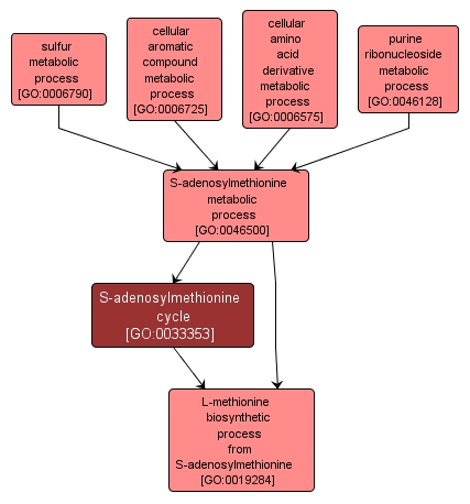 GO:0033353 - S-adenosylmethionine cycle (interactive image map)