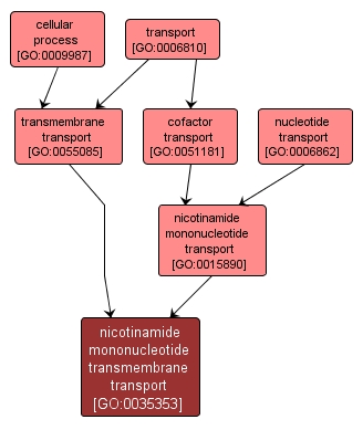 GO:0035353 - nicotinamide mononucleotide transmembrane transport (interactive image map)