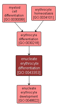 GO:0043353 - enucleate erythrocyte differentiation (interactive image map)