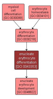 GO:0043353 - enucleate erythrocyte differentiation (interactive image map)