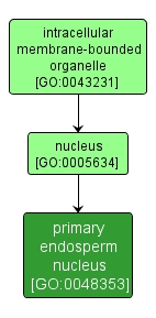 GO:0048353 - primary endosperm nucleus (interactive image map)