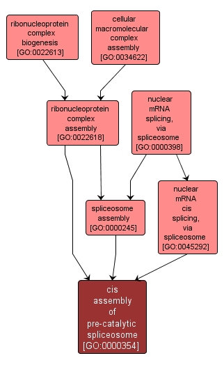 GO:0000354 - cis assembly of pre-catalytic spliceosome (interactive image map)