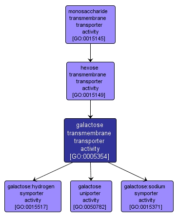 GO:0005354 - galactose transmembrane transporter activity (interactive image map)