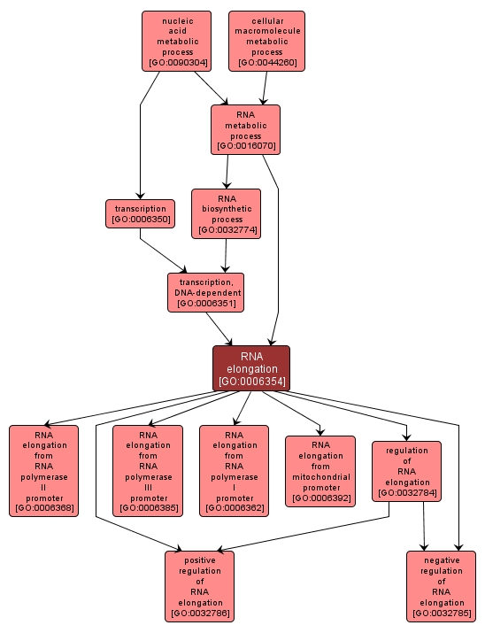GO:0006354 - RNA elongation (interactive image map)