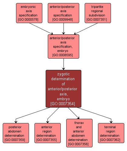 GO:0007354 - zygotic determination of anterior/posterior axis, embryo (interactive image map)