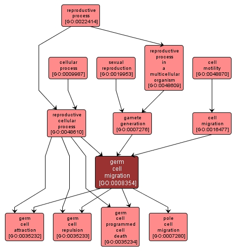 GO:0008354 - germ cell migration (interactive image map)