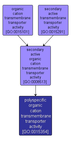 GO:0015354 - polyspecific organic cation transmembrane transporter activity (interactive image map)