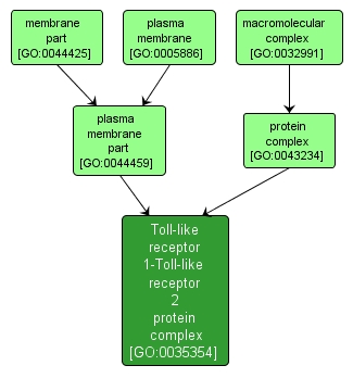 GO:0035354 - Toll-like receptor 1-Toll-like receptor 2 protein complex (interactive image map)