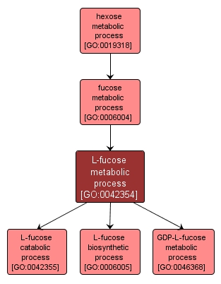 GO:0042354 - L-fucose metabolic process (interactive image map)