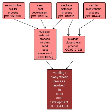 GO:0048354 - mucilage biosynthetic process involved in seed coat development (interactive image map)