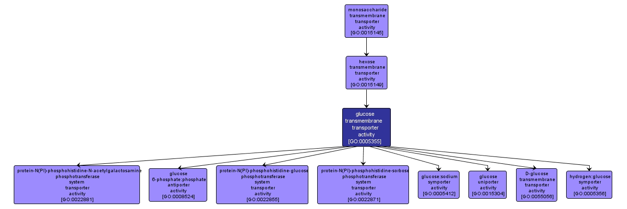 GO:0005355 - glucose transmembrane transporter activity (interactive image map)
