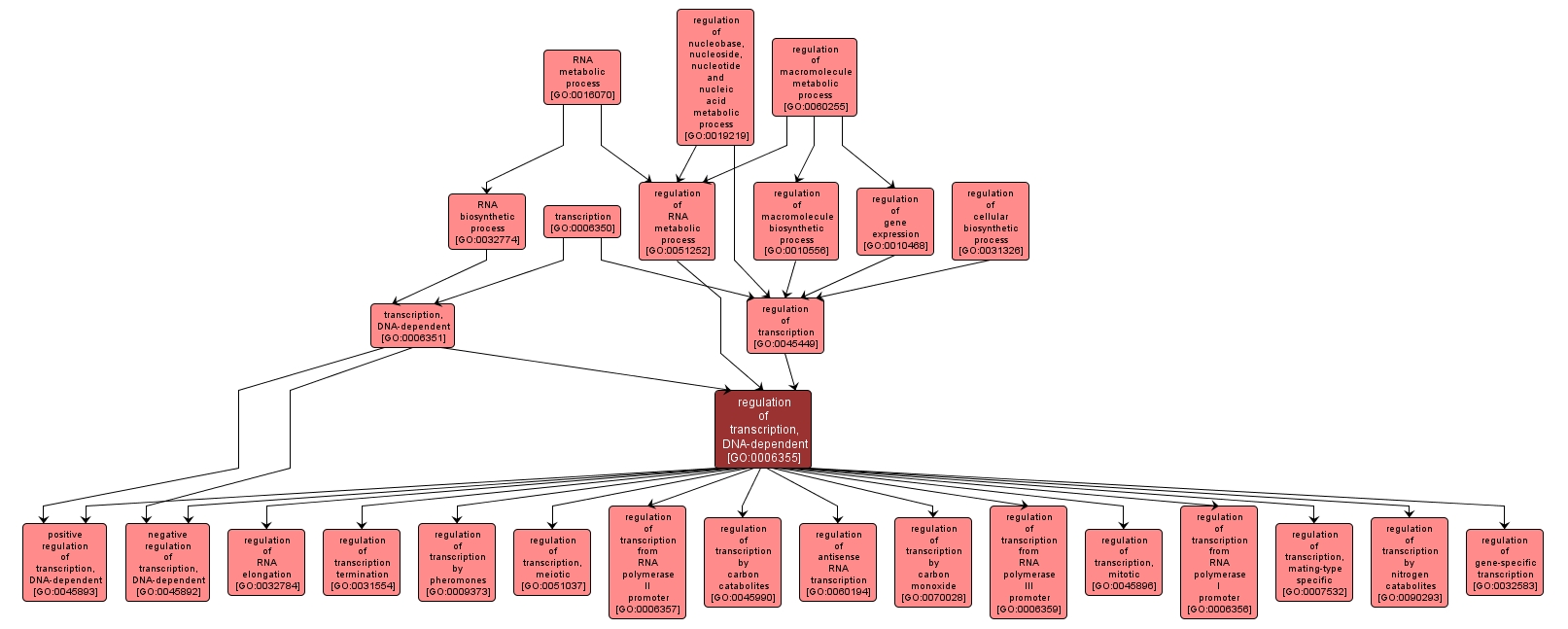 GO:0006355 - regulation of transcription, DNA-dependent (interactive image map)