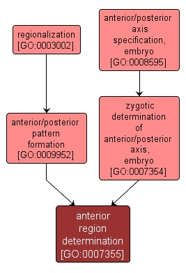 GO:0007355 - anterior region determination (interactive image map)