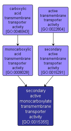 GO:0015355 - secondary active monocarboxylate transmembrane transporter activity (interactive image map)