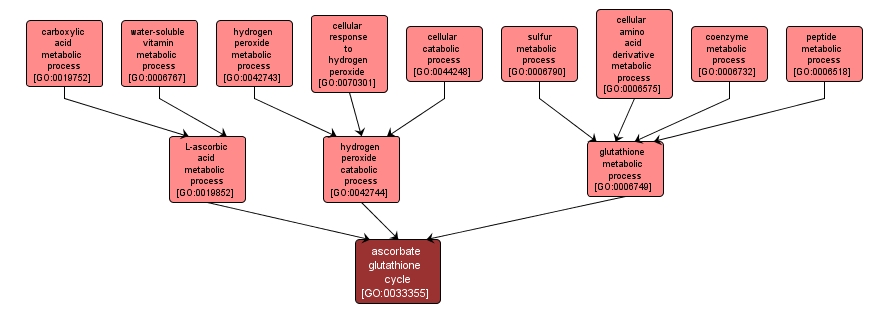 GO:0033355 - ascorbate glutathione cycle (interactive image map)