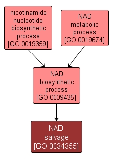 GO:0034355 - NAD salvage (interactive image map)