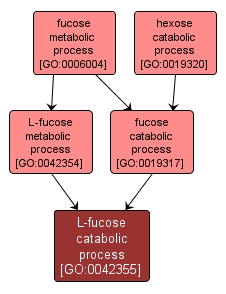GO:0042355 - L-fucose catabolic process (interactive image map)